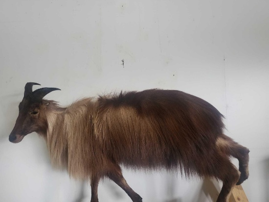 TAHR LIFE SIZE TAXIDERMY MOUNT