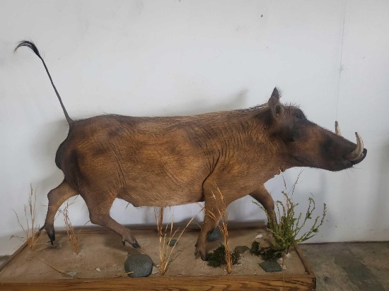 WARTHOG LIFE SIZE TAXIDERMY MOUNT