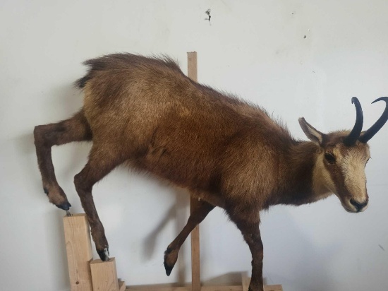 CHAMOIS LIFE SIZE TAXIDERMY MOUNT