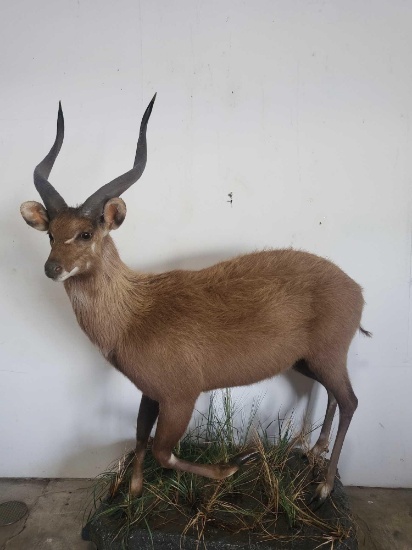 BUSHBUCK LIFE SIZE TAXIDERMY MOUNT