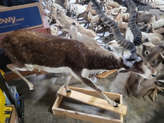 BLACK BUCK LIFE SIZE TAXIDERMY MOUNT