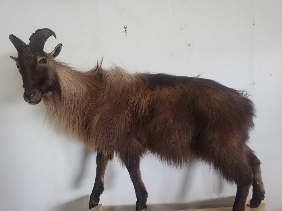 TARH LIFE SIZE TAXIDERMY MOUNT
