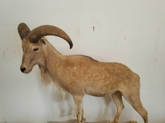 AUDAD LIFE SIZE TAXIDERMY MOUNT