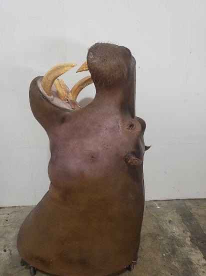 BIG HIPPOPOTAMUS SHOULDER MOUNT  Real skin, fake tusks/teeth