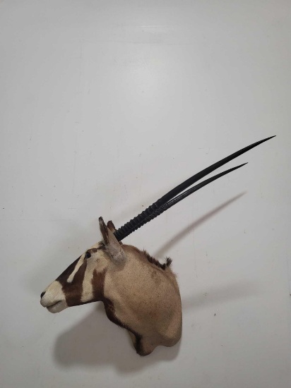 GEMSBOK TAXIDERMY SHOULDER MOUNT