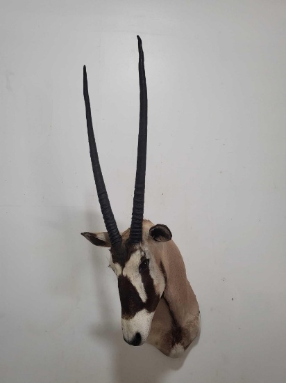 GEMSBOK TAXIDERMY SHOULDER MOUNT