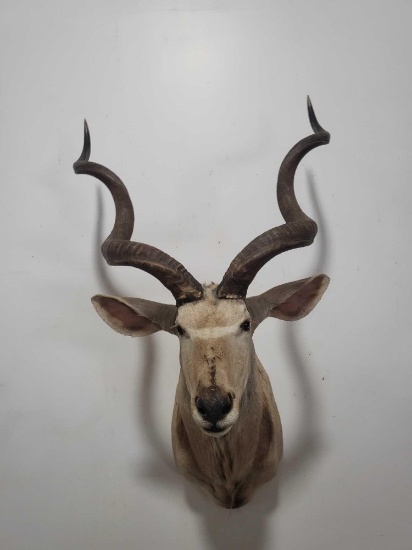 GREATER KUDU TAXIDERMY SHOULDER MOUNT