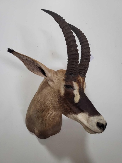 ROAN ANTELOPE TAXIDERMY SHOULDER MOUNT