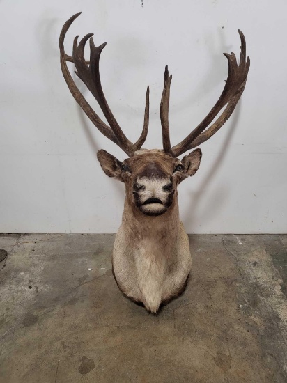 CARIBOU TAXIDERMY SHOULDER MOUNT
