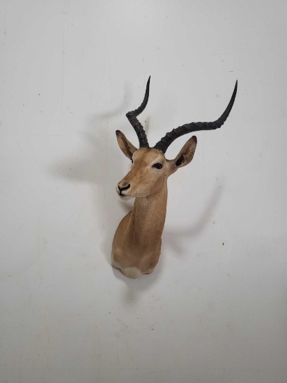 STUNNING IMPALA TAXIDERMY SHOULDER MOUNT