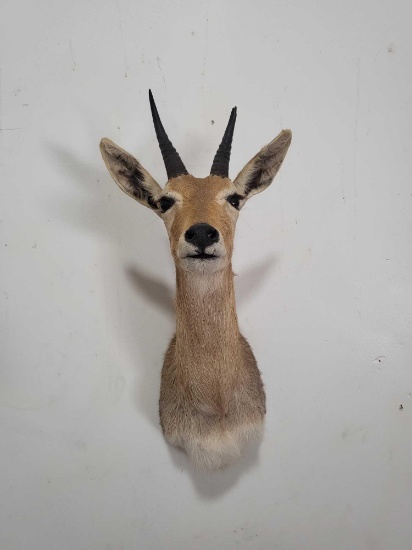 MOUNTAIN REEDBUCK TAXIDERMY SHOULDER MOUNT