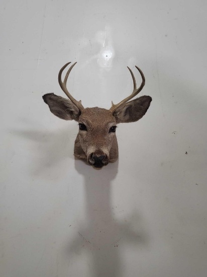 COUES DEER TAXIDERMY SHOULDER MOUNT