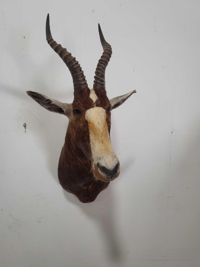 BLESBOK TAXIDERMY SHOULDER MOUNT