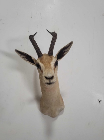 SPRINGBOK TAXIDERMY SHOULDER MOUNT