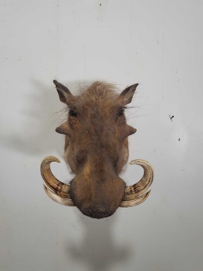ONE MEAN WARTHOG TAXIDERMY SHOULDER MOUNT