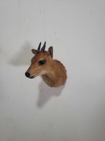 RED DUIKER TAXIDERMY SHOULDER MOUNT