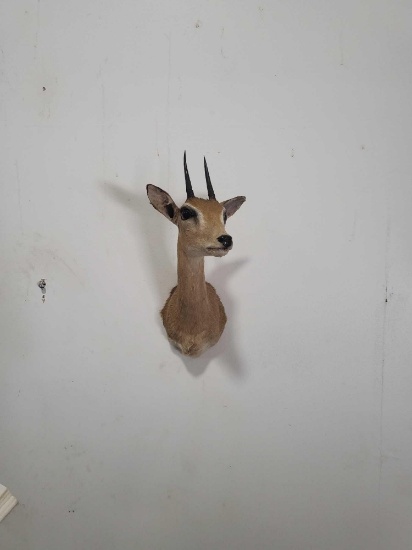 ORIBI TAXIDERMY SHOULDER MOUNT