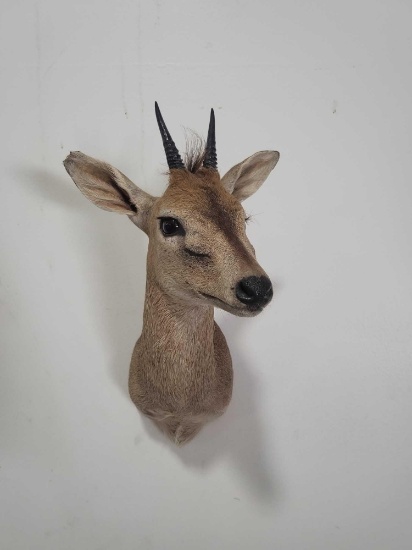 ORIBI TAXIDERMY SHOULDER MOUNT