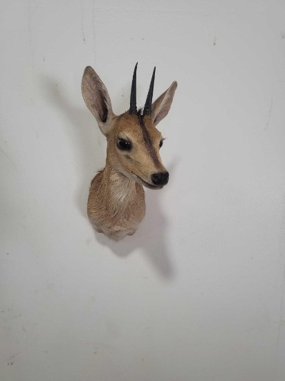 DUIKER TAXIDERMY SHOULDER MOUNT