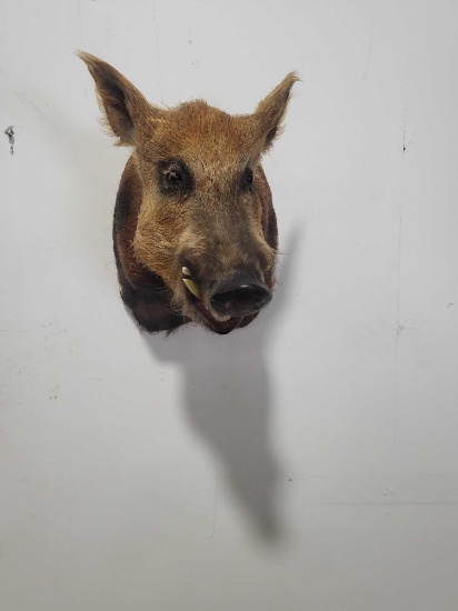 BIG OL WILD BOAR TAXIDERMY SHOULDER MOUNT