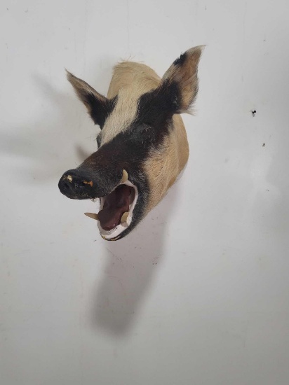 MEAN WILD BOAR TAXIDERMY SHOULDER MOUNT