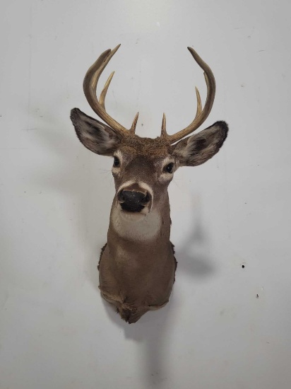 WHITETAIL DEER TAXIDERMY SHOULDER MOUNT