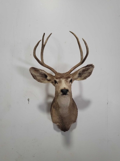 MULE DEER TAXIDERMY SHOULDER MOUNT