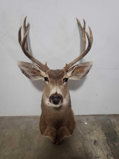 MULE DEER TAXIDERMY SHOULDER MOUNT