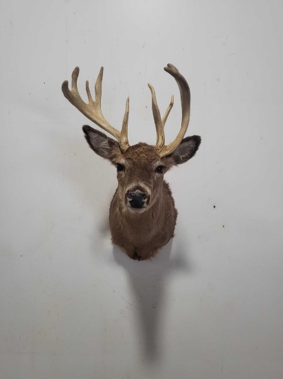 WHITETAIL DEER TAXIDERMY SHOULDER MOUNT