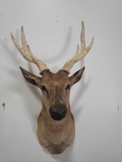 SIKA DEER TAXIDERMY SHOULDER MOUNT
