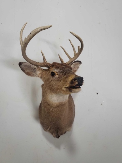 WHITETAIL DEER TAXIDERMY SHOULDER MOUNT