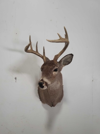 WHITETAIL DEER TAXIDERMY SHOULDER MOUNT