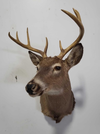 WHITETAIL DEER TAXIDERMY SHOULDER MOUNT