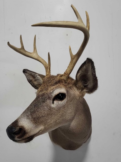 WHITETAIL DEER TAXIDERMY SHOULDER MOUNT
