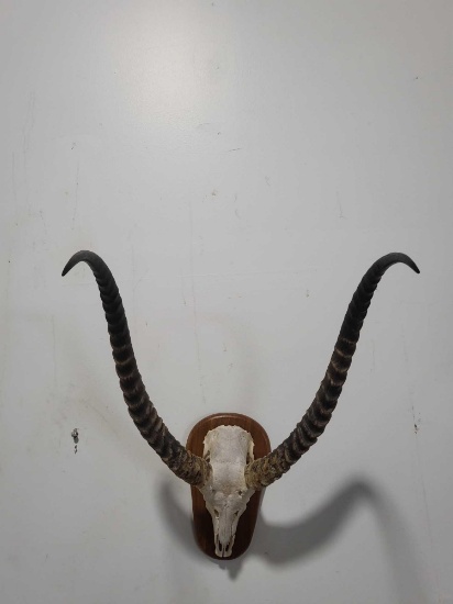 KECHWEY TAXIDERMY SHOULDER MOUNT