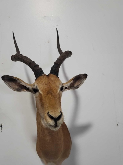 MAGNIFICENT IMPALA TAXIDERMY SHOULDER MOUNT