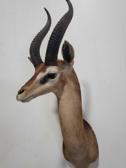 RARE GERENUK TAXIDERMY SHOULDER MOUNT