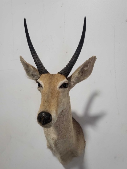 MOUNTAIN REEDBOK TAXIDERMY SHOULDER MOUNT