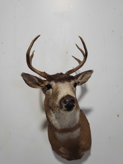 BLACKTAIL DEER TAXIDERMY SHOULDER MOUNT