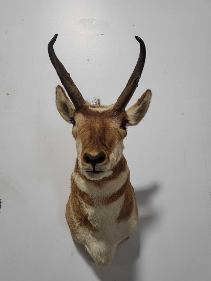 PRONGHORN ANTELOPE TAXIDERMY SHOULDER MOUNT