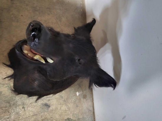 ONE MEAN WILD BOAR TAXIDERMY SHOULDER MOUNT