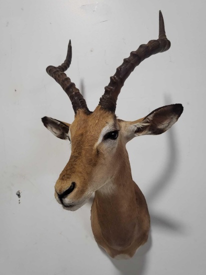 MAGNIFICENT IMPALA TAXIDERMY SHOULDER MOUNT