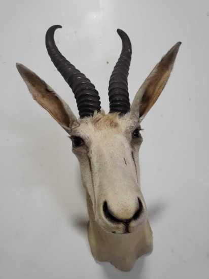 SPRINGBOK TAXIDERMY SHOULDER MOUNT