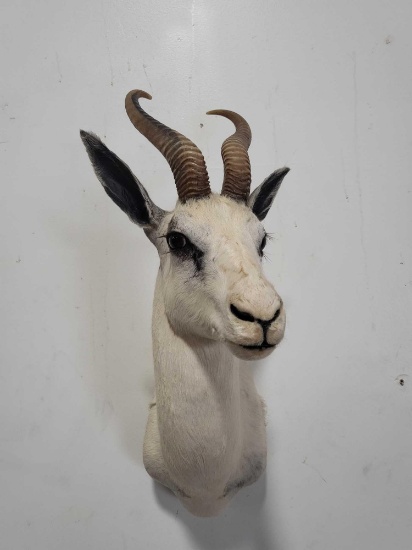 WHITE SPRINGBOK TAXIDERMY SHOULDER MOUNT