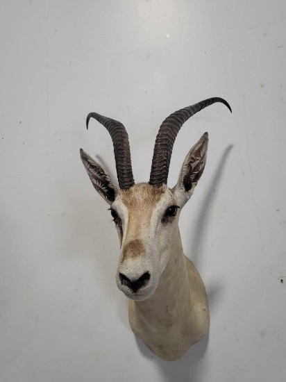ROBERTS GAZELLE TAXIDERMY SHOULDER MOUNT