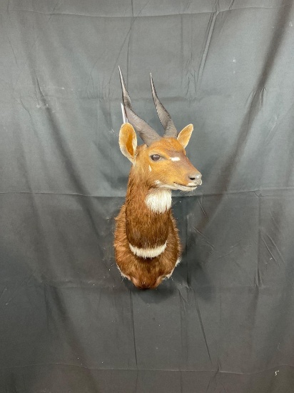 Menelik Bushbuck
