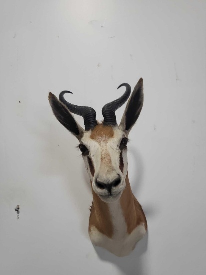 SPRINGBOK TAXIDERMY SHOULDER MOUNT