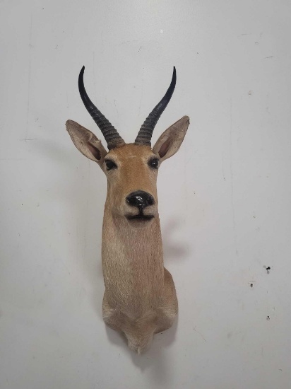 MOUNTAIN RHEBOK TAXIDERMY SHOULDER MOUNT
