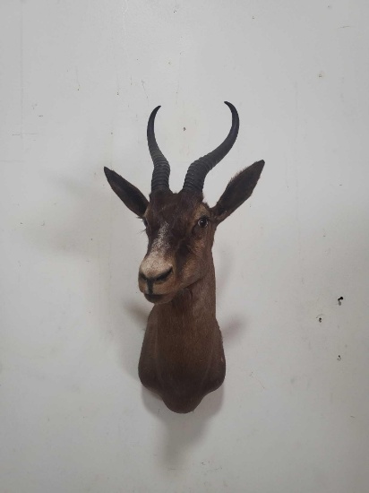 VERY HARD TO FIND BLACK SPRINGBOK TAXIDERMY SHOULDER MOUNT