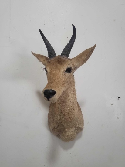 MOUNTAIN RHEBUCK TAXIDERMY SHOULDER MOUNT